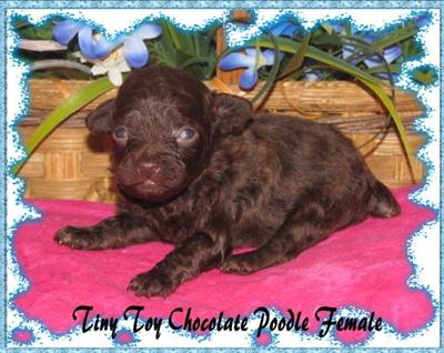 Puppies in KY